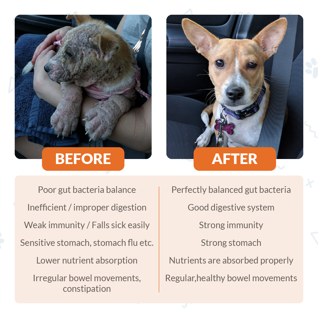FurryWell | Pre & Probiotics